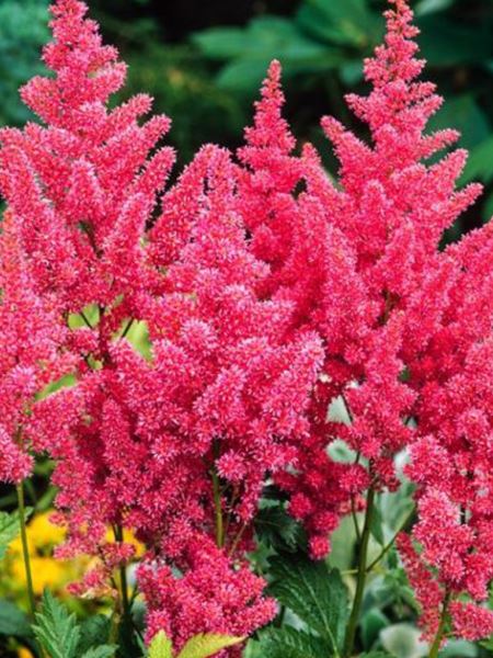 čechrava celolistá 