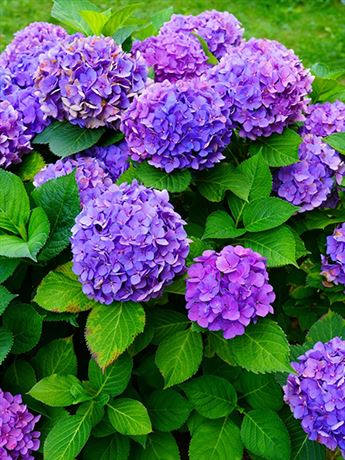 hortenzie velkolistá 'Purple Ball'