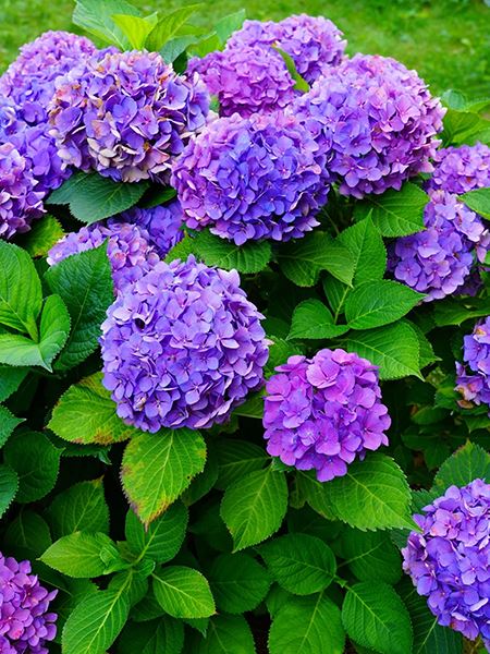 hortenzie velkolistá 