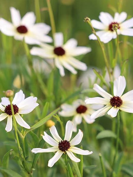 krásnoočko přeslenité 