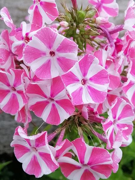 plaménka latnatá 