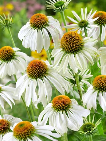 třapatka nachová 'White'