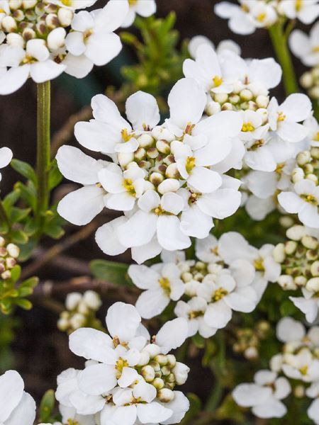 štěničník vždyzelený 