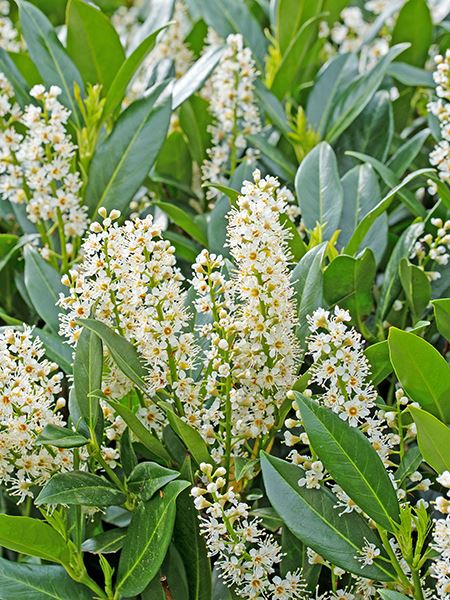 bobkovišeň lékařská 