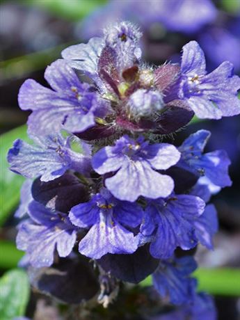 Zběhovec plazivý 'Black Scallop'