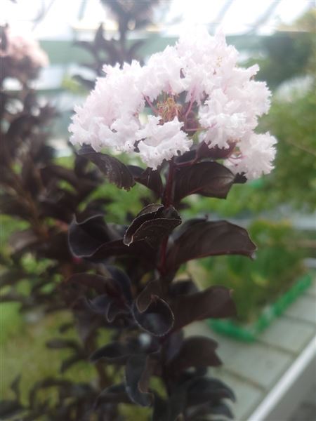 pukol okrouhlolistý 