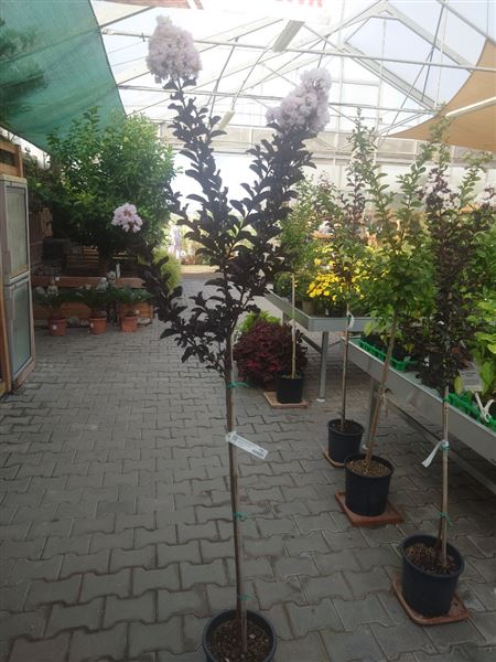 pukol okrouhlolistý 