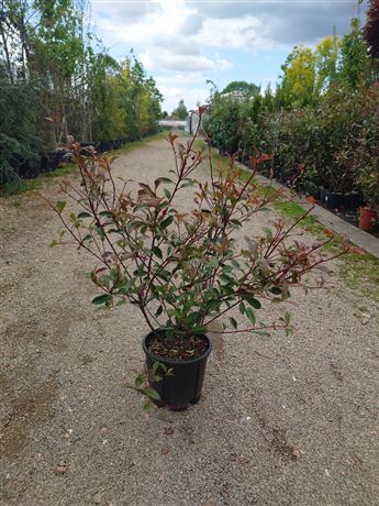 Blýskavka Fraserova 'Robusta Compacta'