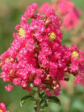 pukol okrouhlolistý 'Coccinea'
