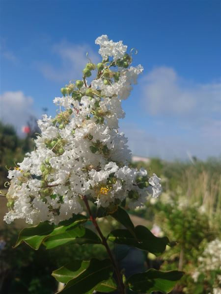 pukol okrouhlolistý 