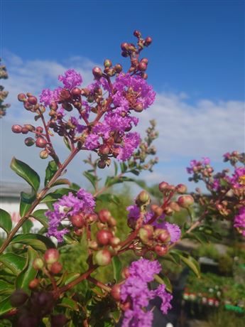 pukol okrouhlolistý 'Violacea'