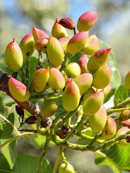 řečík pistáciový 