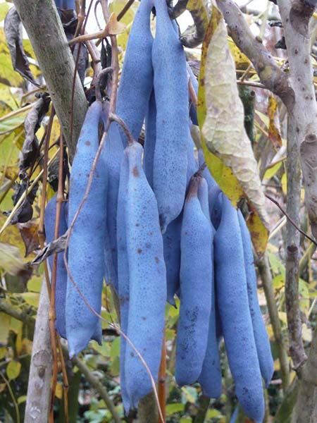 palečník čínský