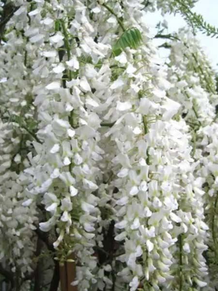 vistárie květnatá 