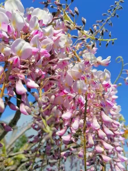 vistárie květnatá 