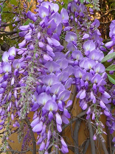 vistárie květnatá 