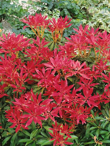 pieris japonský 