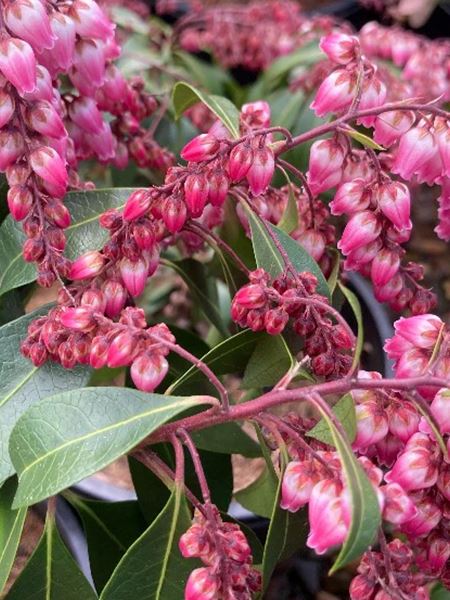 pieris japonský 