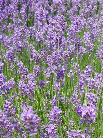 levandule lékařská 'Dwarf Blue'