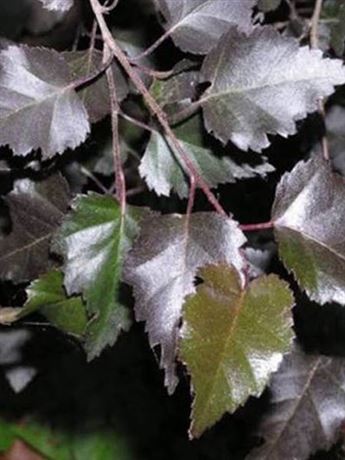 bříza bělokorá 'Purpurea'