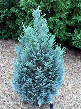cypřišek Lawsonův 'Pelt's Blue'