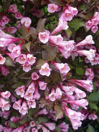 vajgélie květnatá 'Foliis Purpureis'