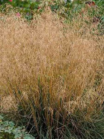 metlice trsnatá 'Tauträger'