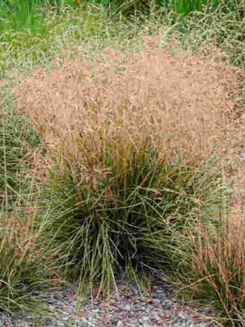 metlice trsnatá 'Palava'