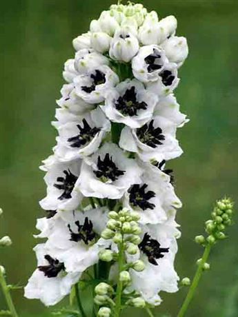 stračka 'Magic Fountain White/Dark Bee'