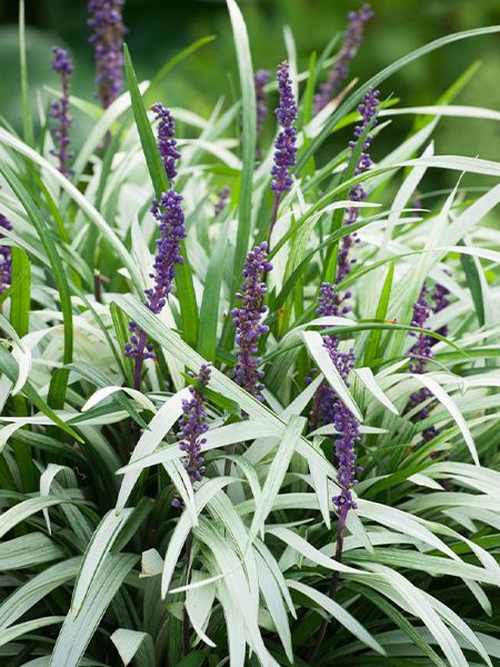 liriope modřencové 