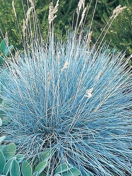 lomandra dlouholistá 