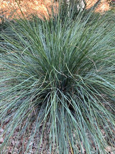 lomandra dlouholistá 