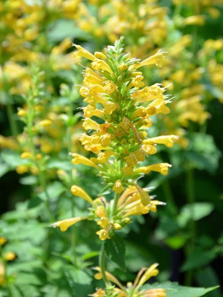 agastache 