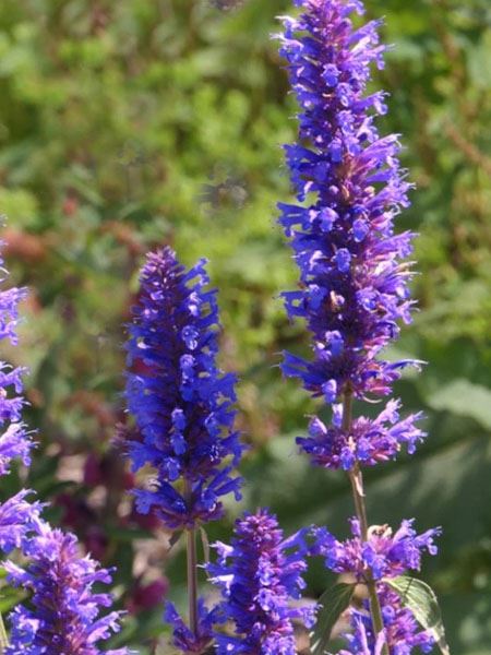 agastache 
