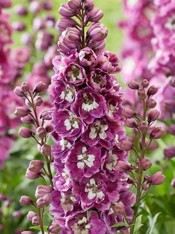 stračka 'Delphina Pink/White Bee'