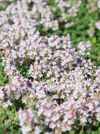 mateřídouška časná 'Pink Chintz'