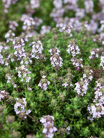 tymián obecný 'Compactus'