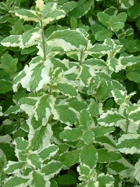 máta ananasová 