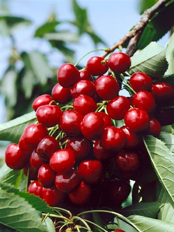 třešeň srdcovka 'Karešova'