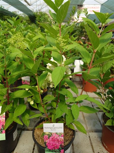hortenzie latnatá 