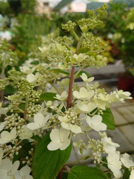 hortenzie latnatá 