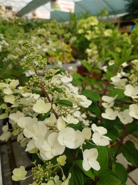 hortenzie latnatá 