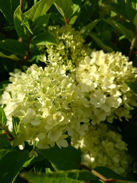 hortenzie latnatá 