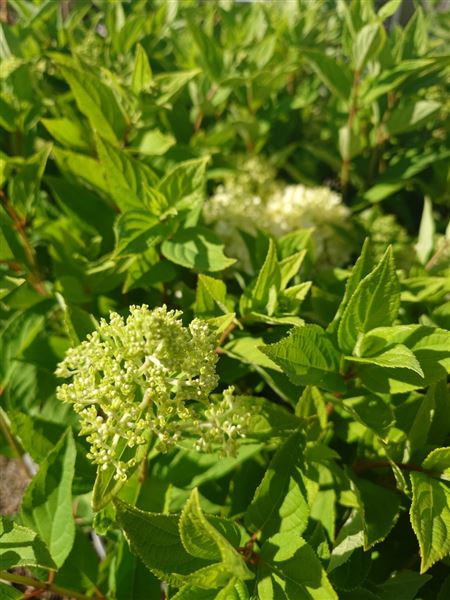 hortenzie latnatá 