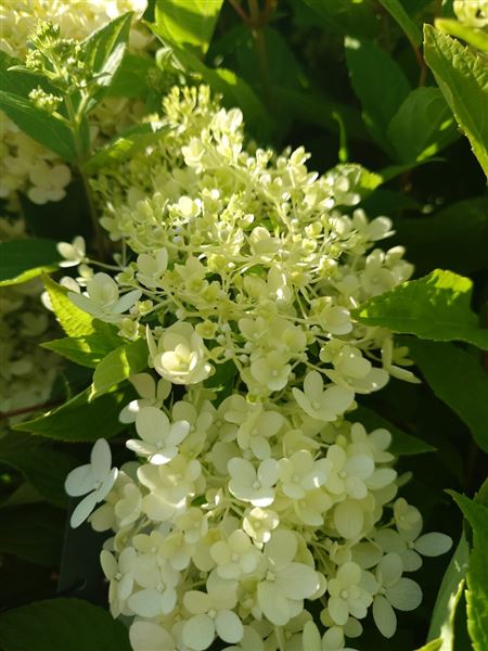 hortenzie latnatá 