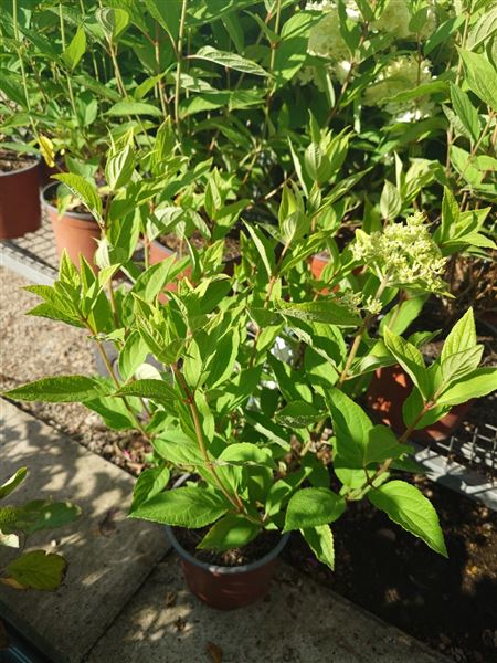 hortenzie latnatá 