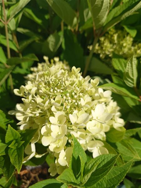 hortenzie latnatá 