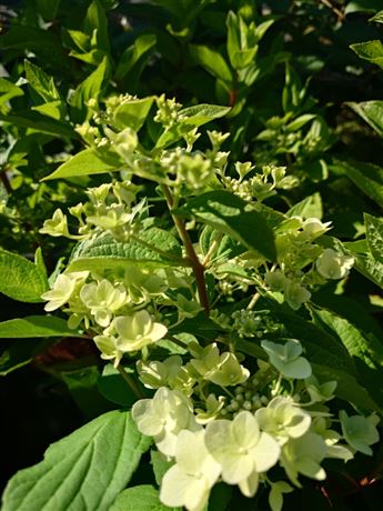 hortenzie latnatá 'Mega Mindy'