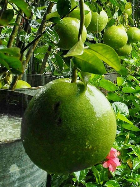 pomelo