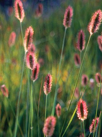 dochan mesijský 'Red Bunny Tails'